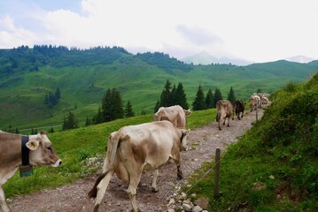 Cows in the Swiss Alps. Flumser Kleinberg, St. Gallen, Switzerland.