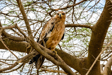 Tawny eagle (Aquila rapax) on a branch of tree at Serengeti national park, Tanzania
