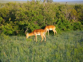 Gazelle de Grant 