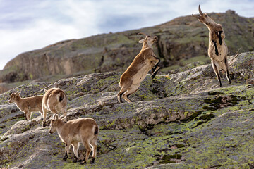 The two wild goats fighting in the mountains
