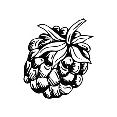 Hand drawn vector raspberry. Doodle of colorful raspberries on a white background. Sweet food. Realistic vector illustration.