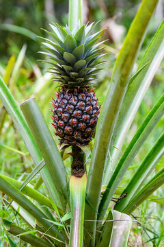 Pineapple plant with fruit at the plantation. Agricultural concept. Tropical fruit
