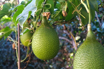 Cochinchin Gourd Gac, Momordica Cochinchinensis fruit on vine