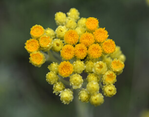 In the wild, the blooms immortelle (Helichrysum arenarium)