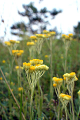 Obraz premium In the wild, the blooms immortelle (Helichrysum arenarium)