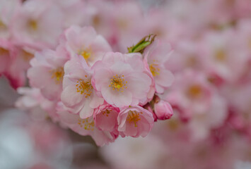  rosa Blüte