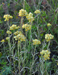 In the wild, the blooms immortelle (Helichrysum arenarium)