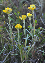 Fototapeta premium In the wild, the blooms immortelle (Helichrysum arenarium)