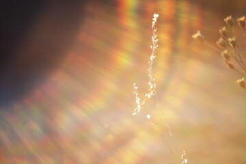 Pasque flowers on spring field. Photo Pulsatilla grandis with nice bokeh.