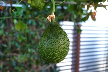 Cochinchin Gourd Gac, Momordica Cochinchinensis fruit on vine