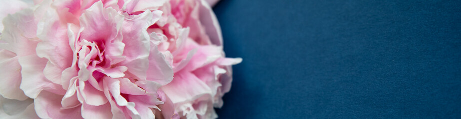 female hand holding a bright pink peonies ,bud. Woman with spring flowers. blue backgound, copy space for text. Top view, minimalistic composition. Invitation, holiday banner