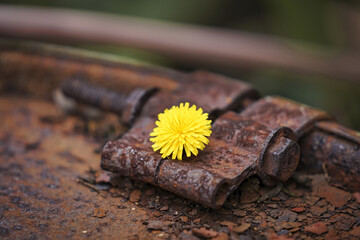 Closeup of a delicate yellow dandelion on a rusty hinge