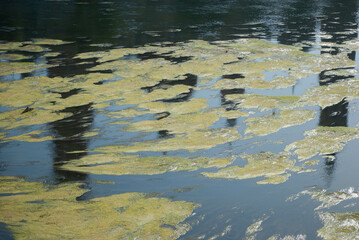 Abundant algae in a wide river