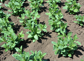 Horse bean (Vicia faba) grows in the soil