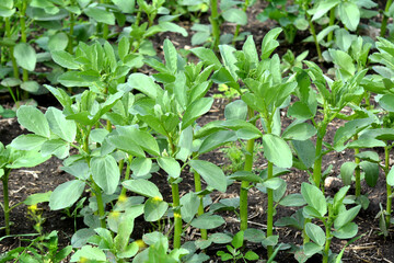 Horse bean (Vicia faba) grows in the soil