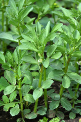 Horse bean (Vicia faba) grows in the soil