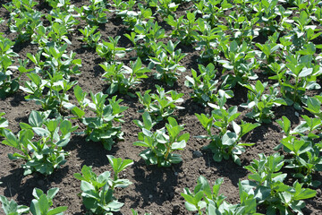Horse bean (Vicia faba) grows in the soil