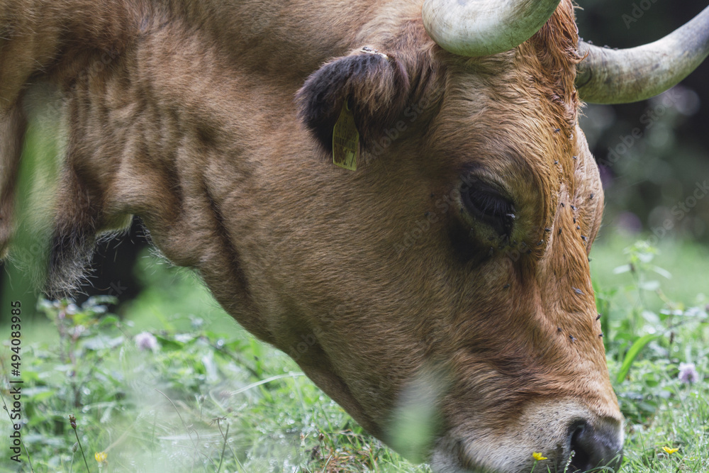 Poster Brown cow grazing in a field