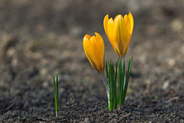 Spring yellow crocus, blooming flower know also as saffron, in the spring.