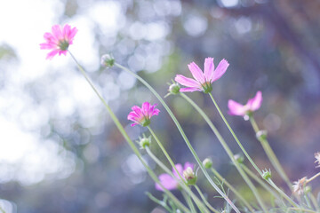 Fototapeta premium Pink flowers in the garden natural background, selective focus and depth of field. Pink flowers with bokeh in the garden, natural background