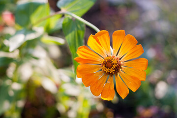 Orange yellow Zinnia flowers in the garden natural background, selective focus and depth of field