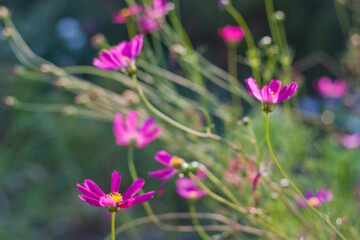 Pink flowers with bokeh in the garden, natural background. gardening hobby and floral natural background