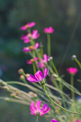 Fototapeta premium Pink flowers with bokeh in the garden, natural background. gardening hobby and floral natural background