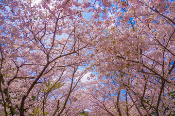 建長寺の満開の桜