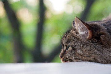 domestic fluffy cat sleeping on the old wooden window at summer house with garden view, cute pet cat