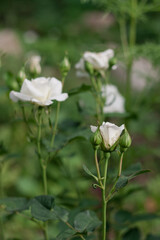 white rose blooming in the garden in the morning, white flower on green bokeh background. white rose in the garden depth of field natural background