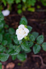 Obraz na płótnie Canvas white rose blooming in the garden after the rain, white flower on green bokeh background. white rose in the garden depth of field natural background