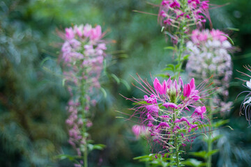 Pink purple Spider flowers in the garden natural background, selective focus and depth of field. Spider flower pink purple flowers in the green garden background