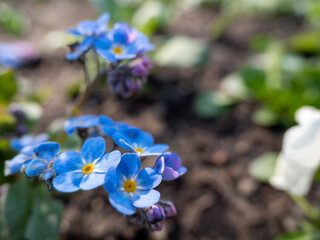 Myosotis Alpestris Or Alpine Forget Me Not Flowers Flowers