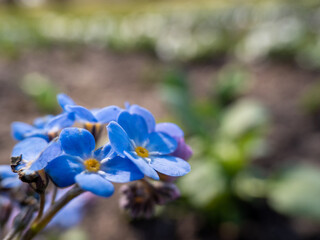 Myosotis Alpestris Or Alpine Forget Me Not Flowers Flowers