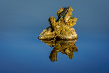 The root of a tree submerged in water
