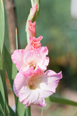 Pink gladiolus or sword lily flowers in the garden. Summer gardening blooming red pink flower.