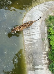 tiger in the pond