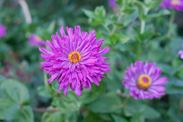 Fototapeta premium Pink purple Zinnia flowers in the garden natural background, selective focus and depth of field. Zinnia purple flowers in the green garden background