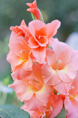 Pink gladiolus flowers in the garden - depth of field natural summer background, gardening hobby. Gladiole gladiolus flower in pink color in the garden, flowering plant