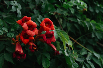 Blooming liana with red flowers