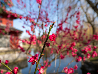 Macro of bright red spring flowering of Japanese quince or Japanese chaenomeles against a blurred garden background. Sunny day.