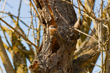 Obraz premium Ein Spatz sitzt im Baum
