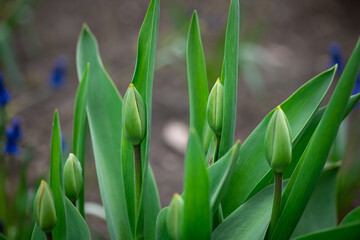 Nice color tulip flowers after the spring rain nature flora macro photo with empty space for text