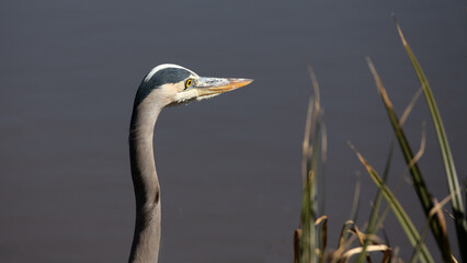 Great Blue Heron in Pismo Beach on the central coast of California United States