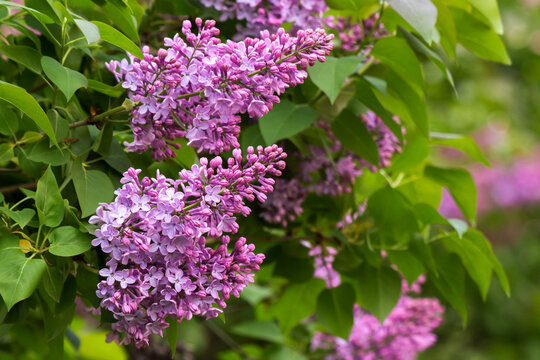purple lilac blossom branch. beautiful botanical green nature background in spring season