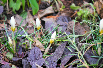 First early spring flowers - snowdrops