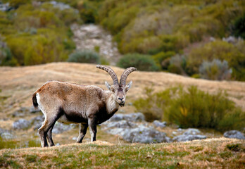 Naklejka na ściany i meble male mountain goat with big horns