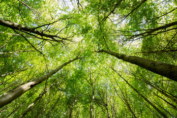 Low angle view of tall green trees in a dense forest under the clear sunny sky - Powered by Adobe
