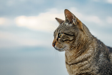 Adorable striped cat on a blurred background