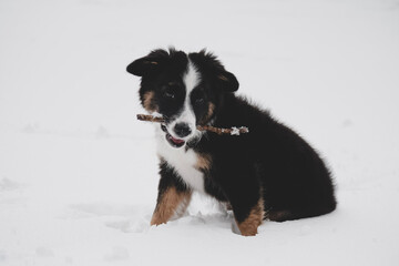 bernese mountain dog